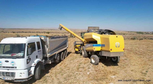 Talas'ta Aspir Hasadı Başladı