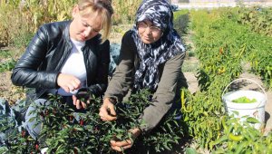 Kadınlar topraktan sofraya üretim yapıyor