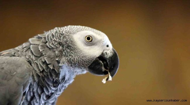 Tropikal iklimi Kayseri'ye taşıdılar