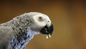 Tropikal iklimi Kayseri'ye taşıdılar