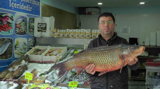 Denizi olmayan Kayseri'den balık ihracatı yapıyor