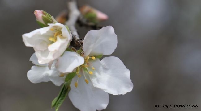 İkinci cemre suya düştü