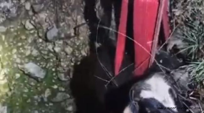 15 metrelik kuyuya düşen inek, 3 saatte kurtarıldı