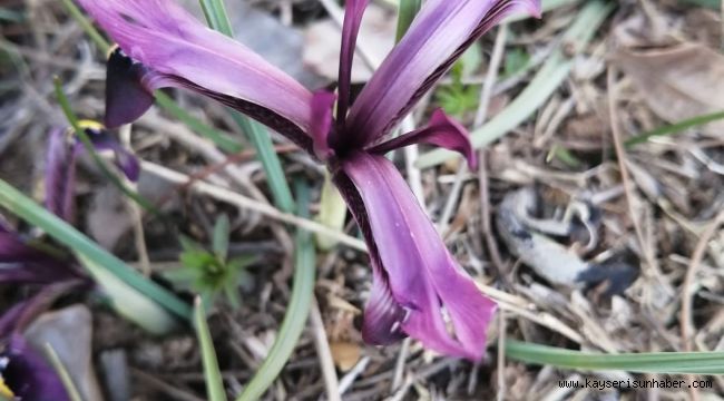Bahar geldi, kırnavruzu görüldü