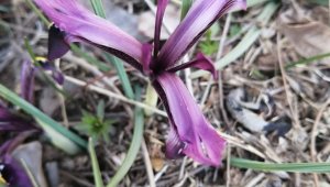 Bahar geldi, kırnavruzu görüldü