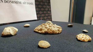 Kayseri'de polis 10 milyon yıllık fosil ele geçirdi
