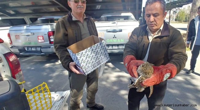 Yaralı kulaklı orman baykuşu tedavi altına alındı