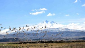Kayseri'nin doğal kuş cenneti baharı müjdeliyor