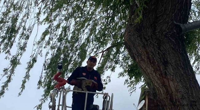 Ağaçta mahsur kalan kedi kurtarıldı