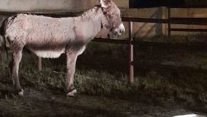 Başıboş eşeğin ısırdığı kadın yaralandı