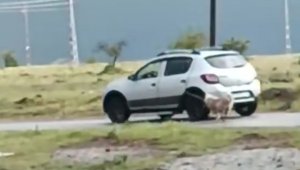Köpeği otomobile iple bağlayıp sürükledi
