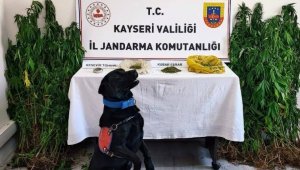 Jandarma yasadışı yetiştirilen 206 kök keneviri ele geçirdi