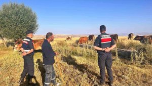 Kaybolan hayvanları jandarma buldu