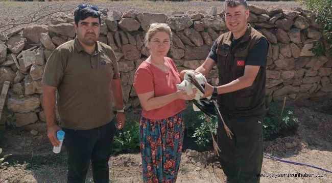Yaralı leylek bakıma alındı