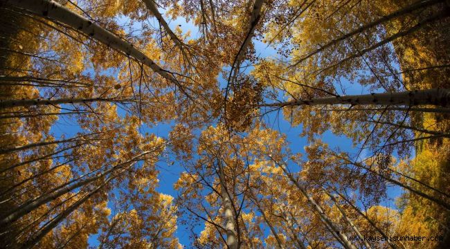 Başkan Özdoğan'dan doğa tutkunlarına davet: "Görmeyen kalmasın"