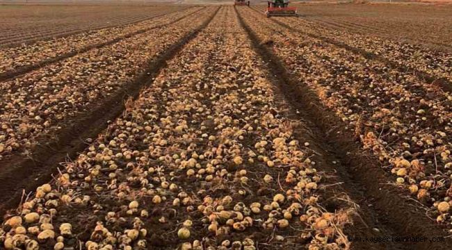 Tomarza'da patates hasadı tüm hızıyla devam ediyor