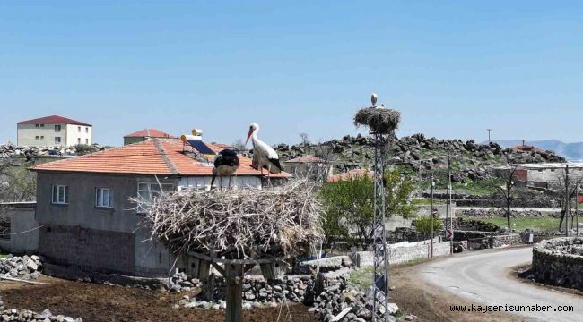 Baharın habercisi leylekler Hürmetçi Sazlığı'na geldi