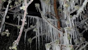 Kayseri'nin ilçelerini don vurdu