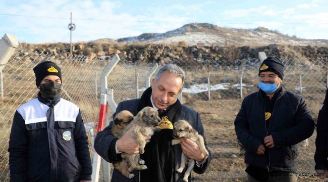 Talas'ta patili dostlara 5 yıldızlı barınma imkanı