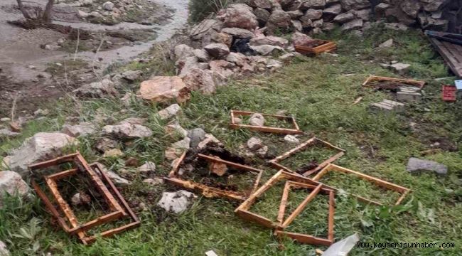Kayseri'de ayılar arı kovanlarına saldırdı
