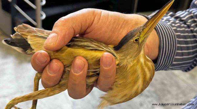 Kayseri'de nesli tükenmekte olan balaban kuşu görüldü