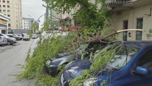 Rüzgarda kırılan ağaç dalı otomobillerin üzerine düştü