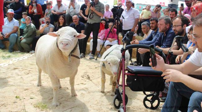 Talas'ta İle De France koyun ırkları yarıştı
