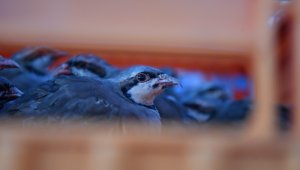 Kayseri'de doğaya keklik salımı yapıldı