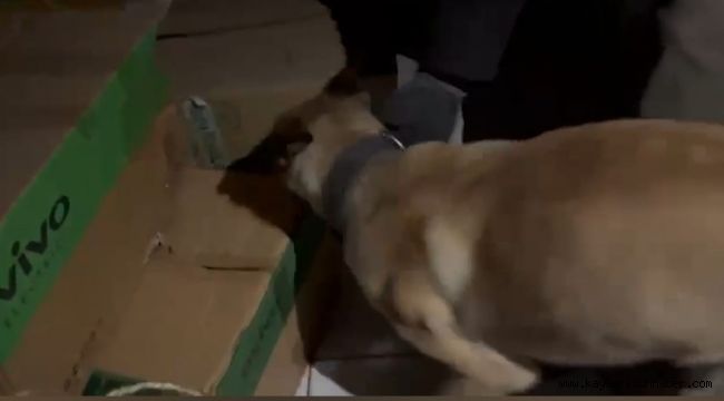 Narkotik köpeği ETA, zehir tacirlerine göz açtırmıyor