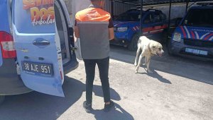 Köpeği otomobile bağlayarak çektiren şahsa ceza