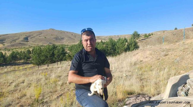 Sokak hayvanlarına balık ziyafeti