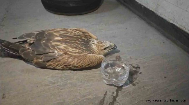 Erciyes'te yaralı şahin kurtarıldı