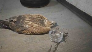 Erciyes'te yaralı şahin kurtarıldı