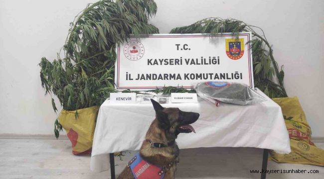 Kayseri'de 7 kök kenevir ele geçirildi: 1 gözaltı