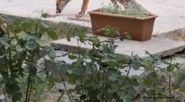 Evin bahçesinde tilki besliyor