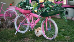 Kedi Bakım Evi örnek hizmet sunuyor