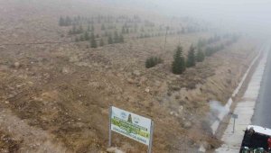 Yahyalı'ya bin 200 fidan dikildi