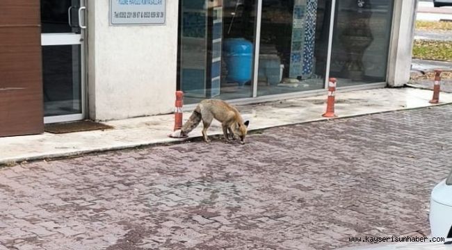Yiyecek arayan tilki sokağa indi