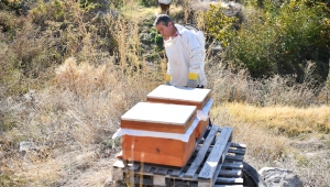 Büyükşehir’in “Arılar Çoğalsın, Bereket Katlansın” projesine başvurular başladı
