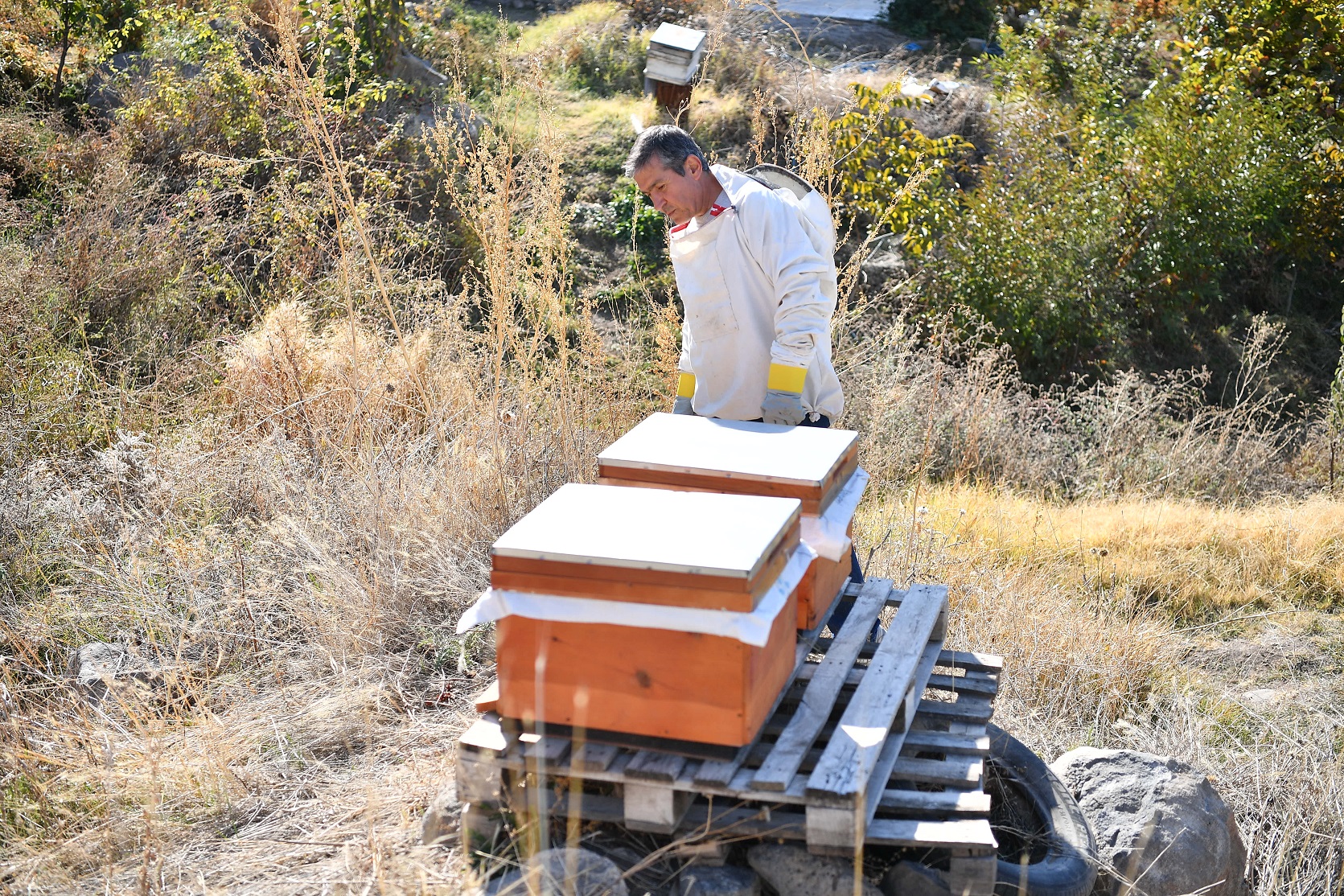 Büyükşehir’in “Arılar Çoğalsın, Bereket Katlansın” projesine başvurular başladı
