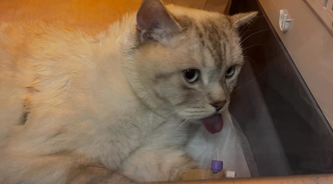 İğne yutan “Pamuk” isimli kedi ameliyatla kurtarıldı