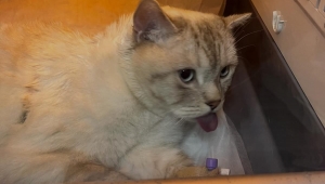 İğne yutan “Pamuk” isimli kedi ameliyatla kurtarıldı