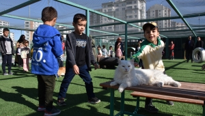 Küçük Dostlar Kedi Kasabası’nda Rekor Üstüne Rekor